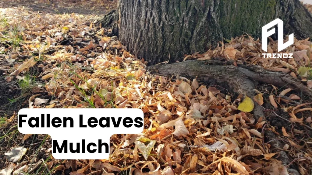 Fallen Leaves Mulch - FLTrendz 