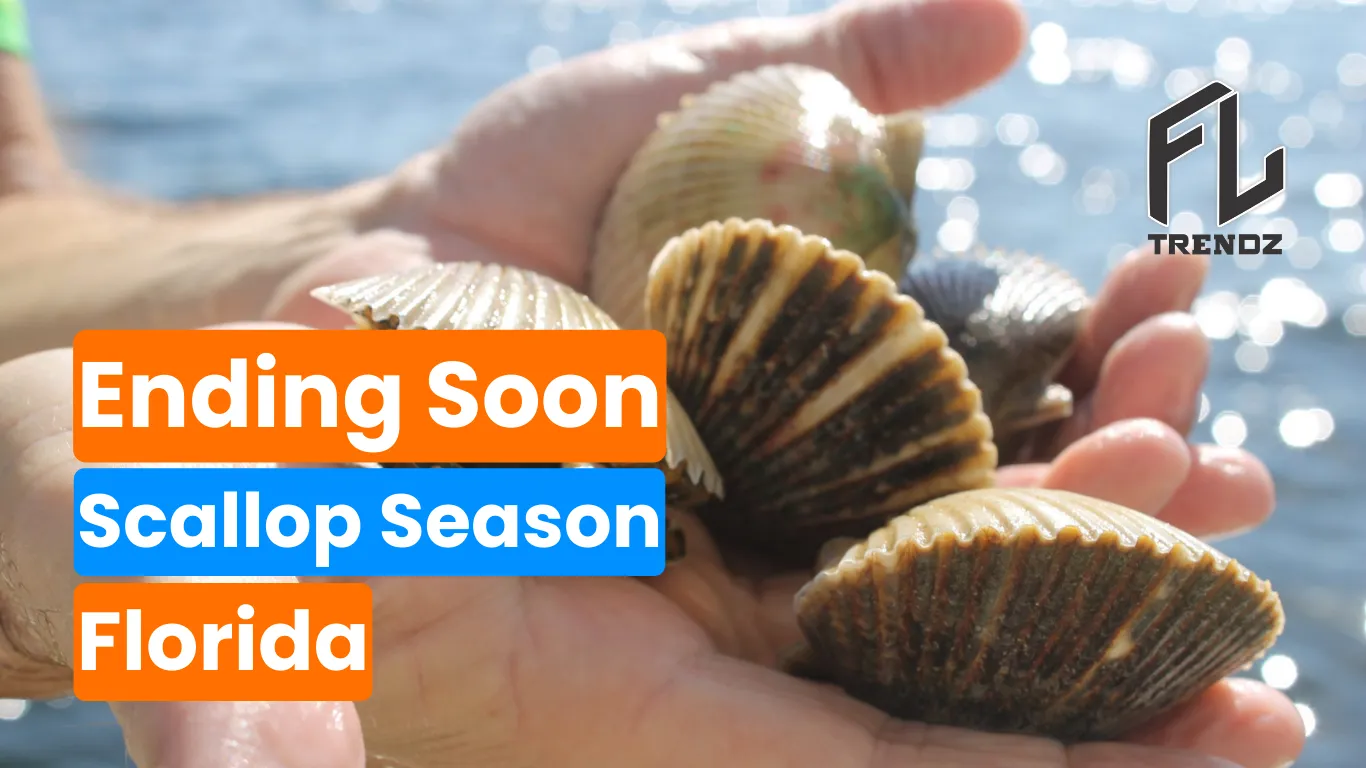 Scallop Season Florida In 2 Days, Best Ending with 2023 — FLTrendz