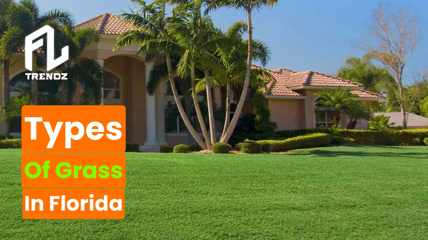 Types Of Grass In Florida: 2023's Best Grass Guide — FLTrendz