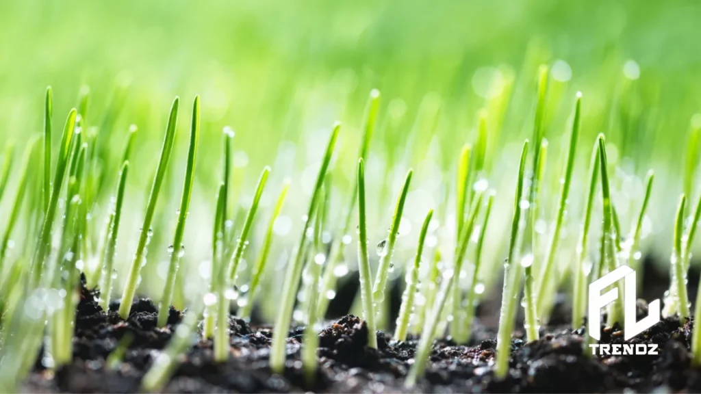 What is the best grass seed for Florida - FLTrendz 