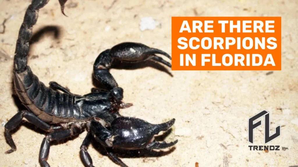 Are there Scorpions in Tampa Florida - FLTrendz
