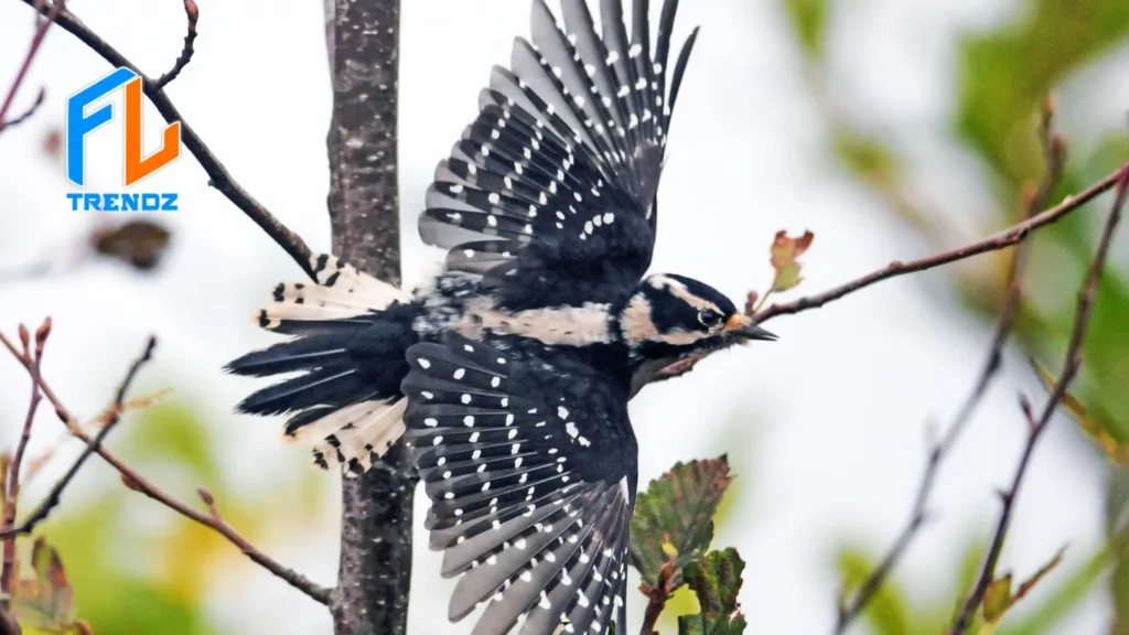 Downy Woodpecker - FLTrendz