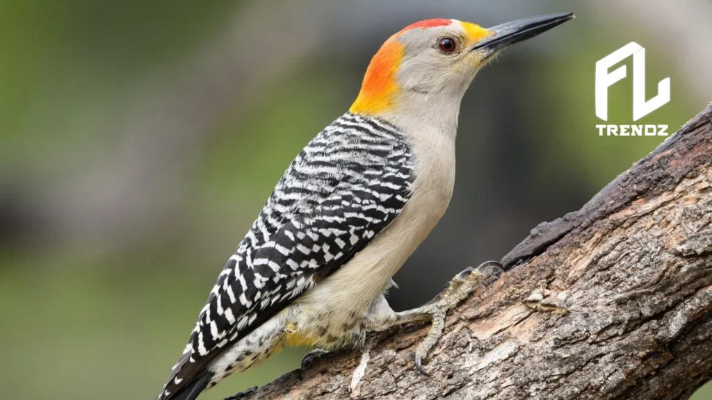 Golden Fronted Woodpecker - FLTrendz