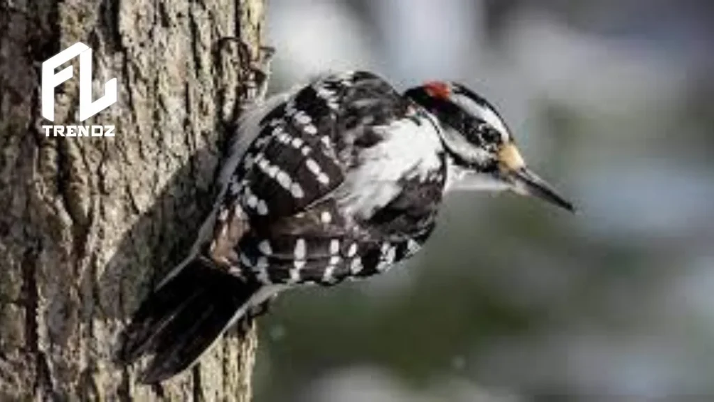 Hairy Woodpecker - FLTrendz