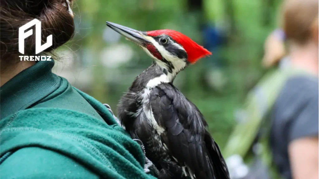 Pileated Woodpecker - FLTrendz