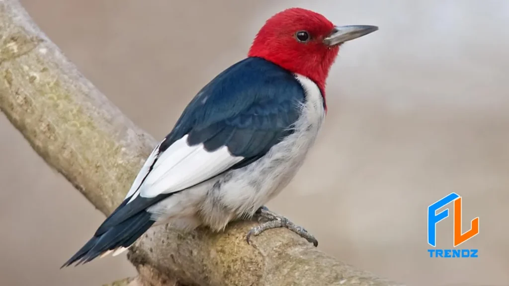 Red-Headed Woodpecker - FLTrendz