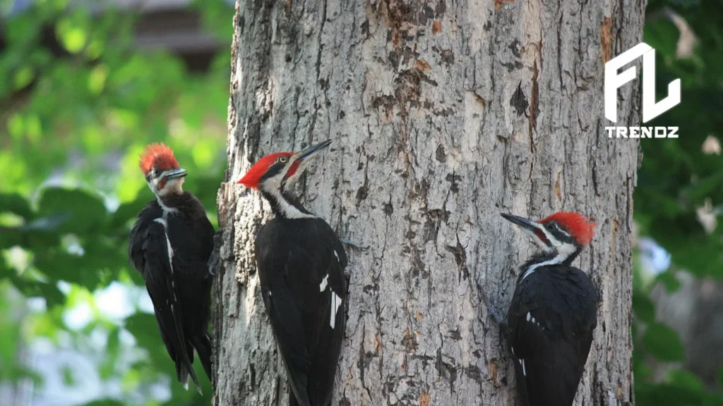 Woodpeckers in Florida - FLTrendz